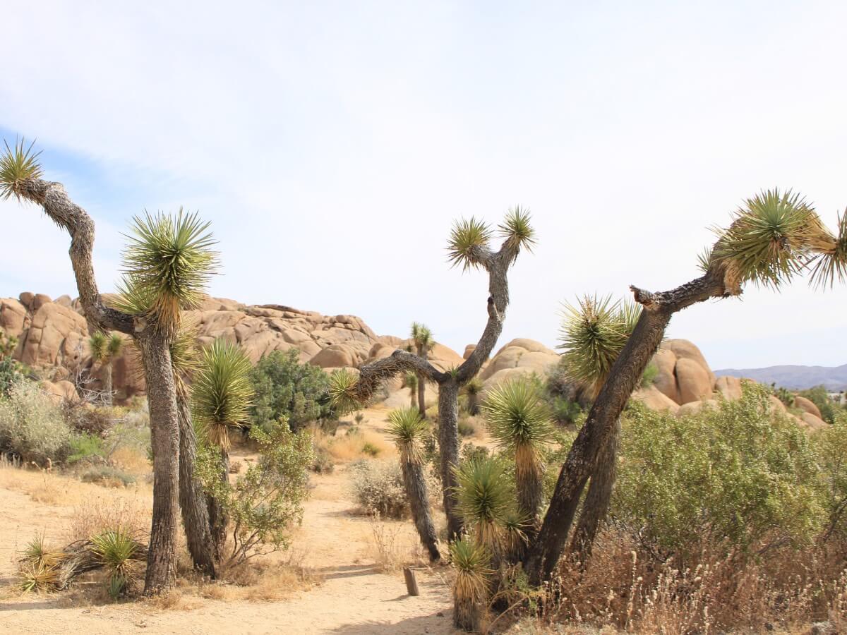 Joshua Tree National Park