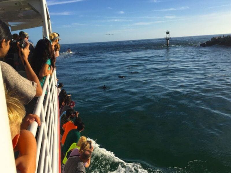 Dolphin Sunset Cruise