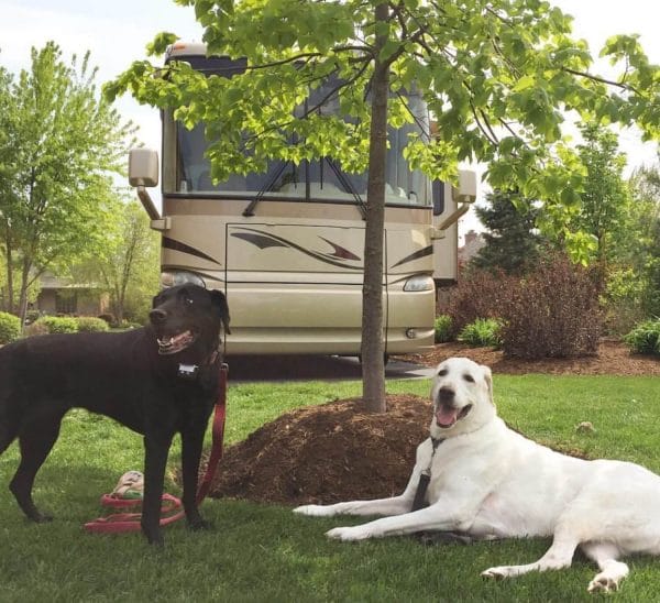 RVing With Dogs – 23 Things You Will Want To Know
