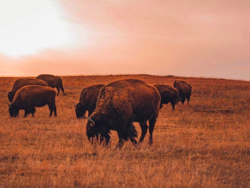 Bison grazing