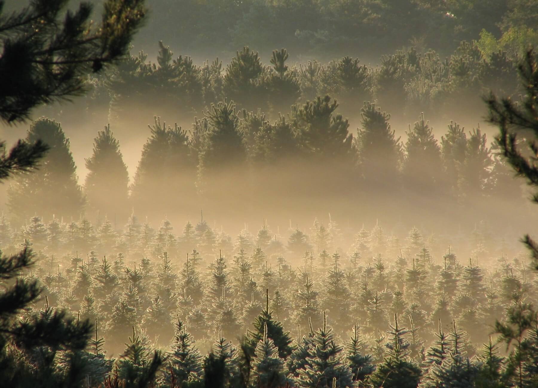 How much do christmas tree farms make per acre