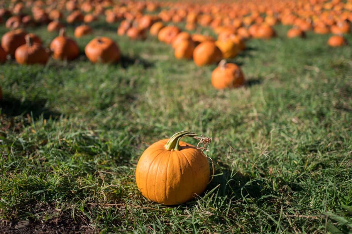 Wisconsin pumpkin patch