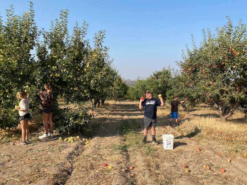 Apple picking