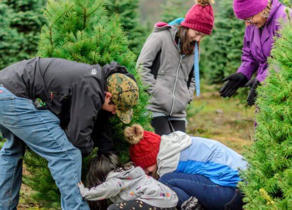15 Christmas Tree Farms in Wisconsin Where You Can Cut Your Own Tree Down