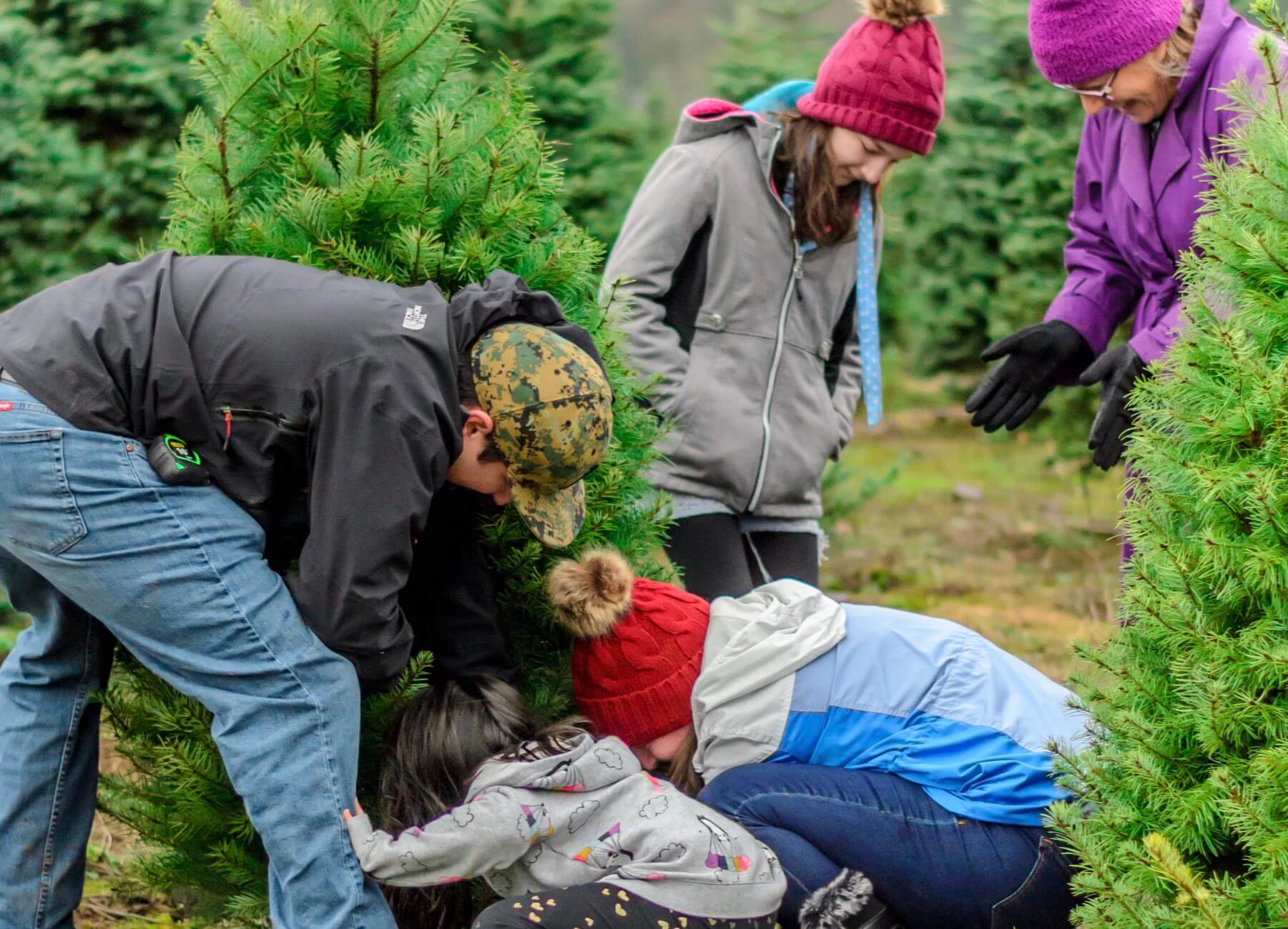 blackjack christmas tree farm