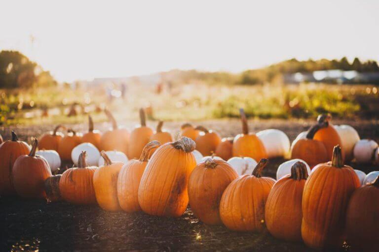 Pumpkin Patches in Wisconsin