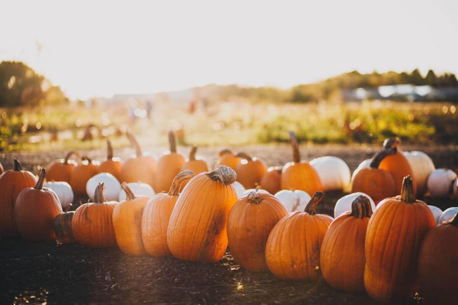 15 Best Pumpkin Patches In Wisconsin To Visit In 2023