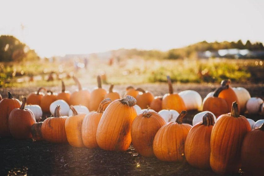 Pumpkin Patches in Wisconsin