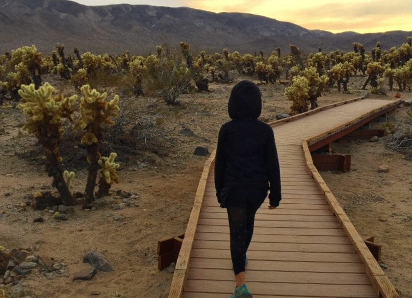 Joshua Tree National Park,Day Trips from San Diego