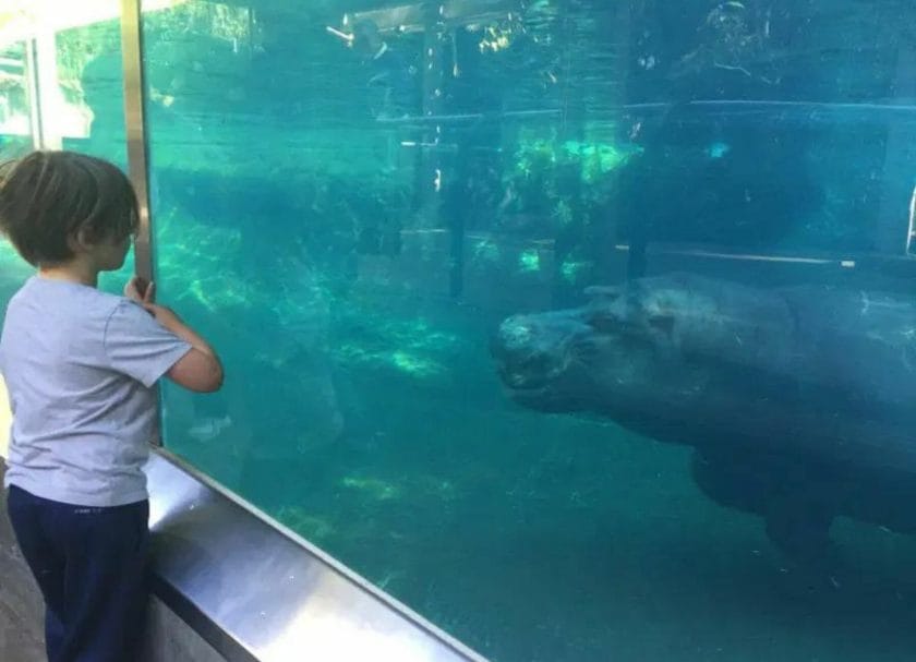 Shows a child looking at a dolphin underwater at the San Diego Zoo, Things to do in Southern California