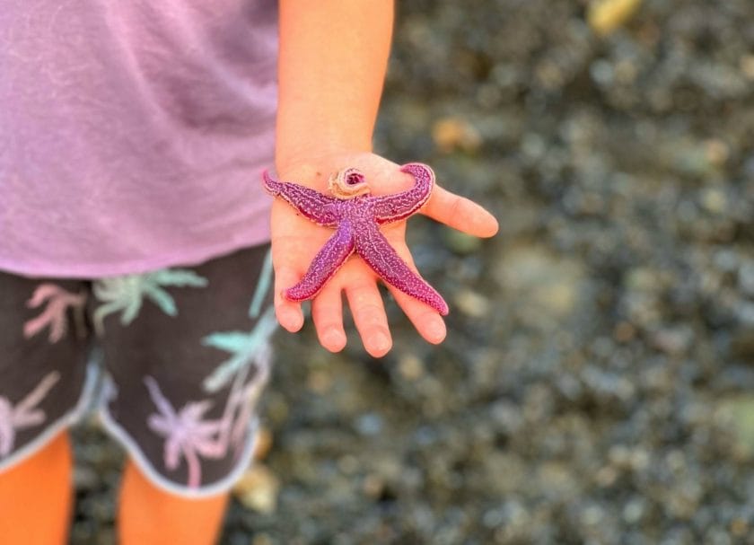 Finding sea stars at Tidal Falls