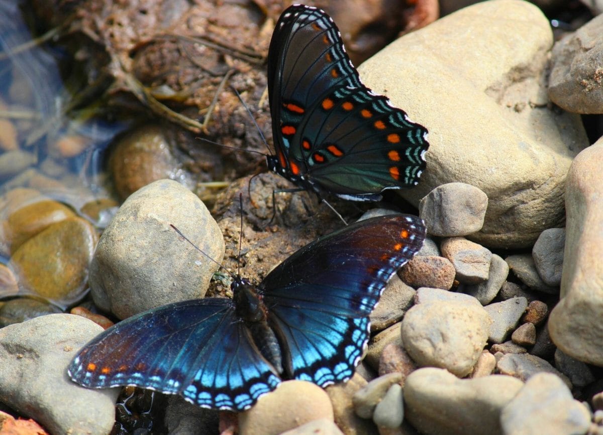 Butterfly Devils Den State Park