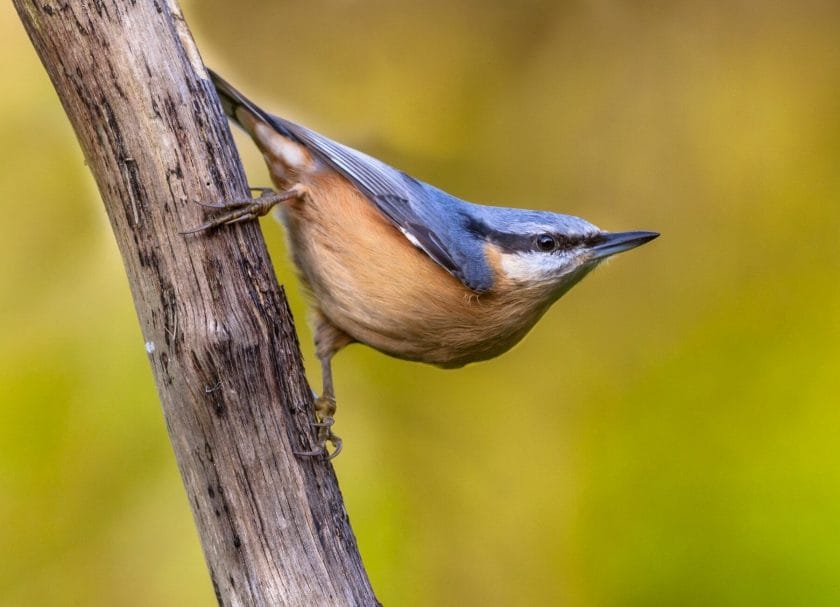 Nuthatch Devils Den State Park