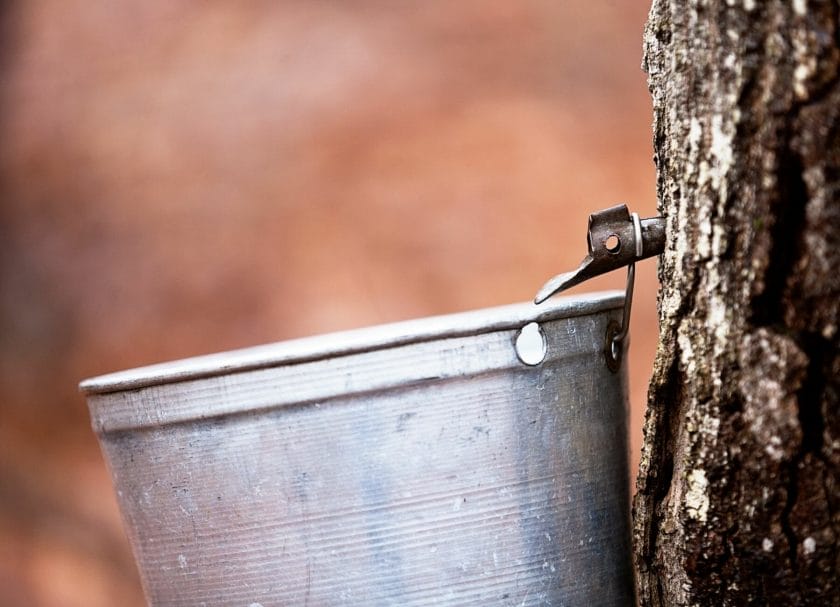 Maple syrup farm