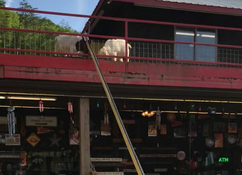 Goats On Roof Amusement Parks in Tennessee