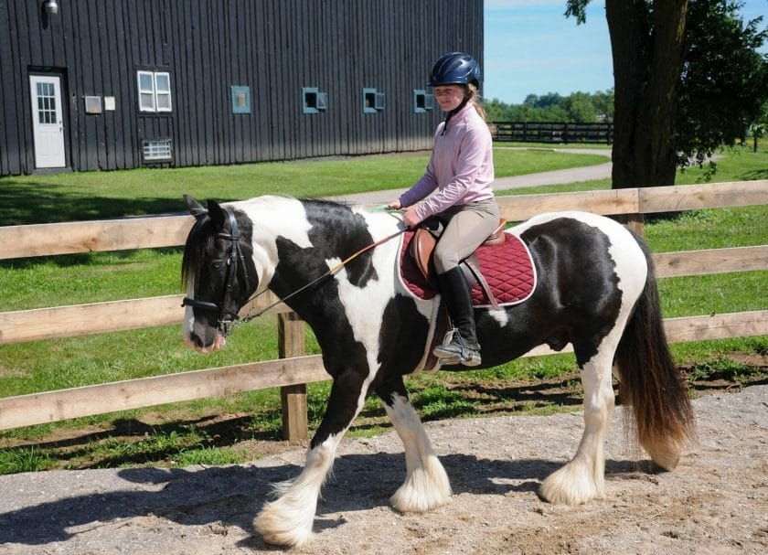 KY Horse Park Camp - Things To Do In Lexington KY With Kids