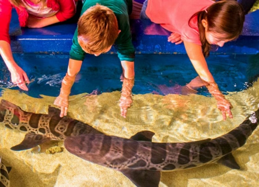 Newport Aquarium Things To Do In Kentucky With Kids