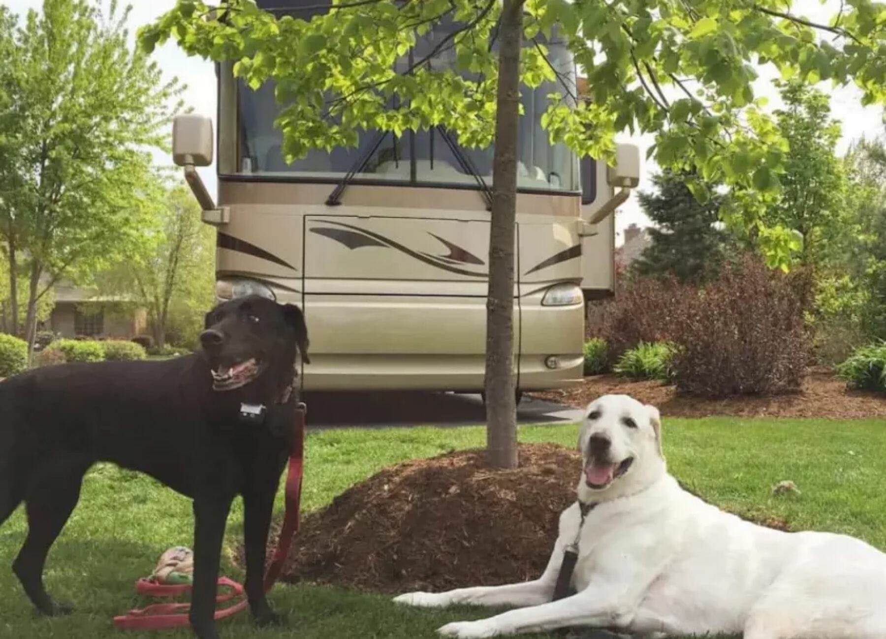 Pets RVing For Beginners