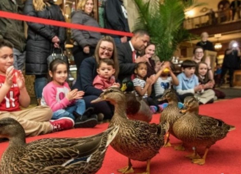 Duck March Things To Do In Memphis With Kids