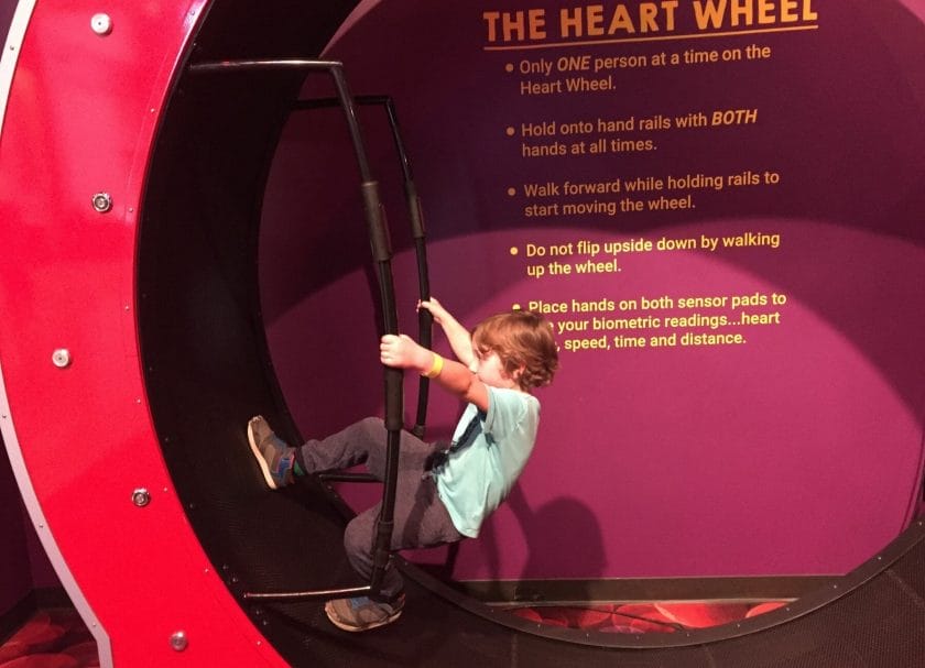 Health Museum Heart Wheel Things To Do In Houston With Kids