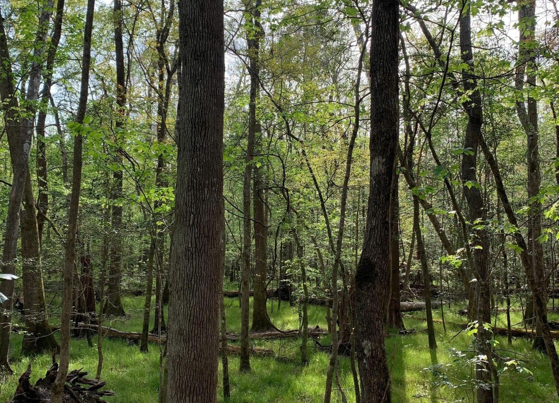 The trees and landscape at Congaree National Park, Things to do Congaree National Park