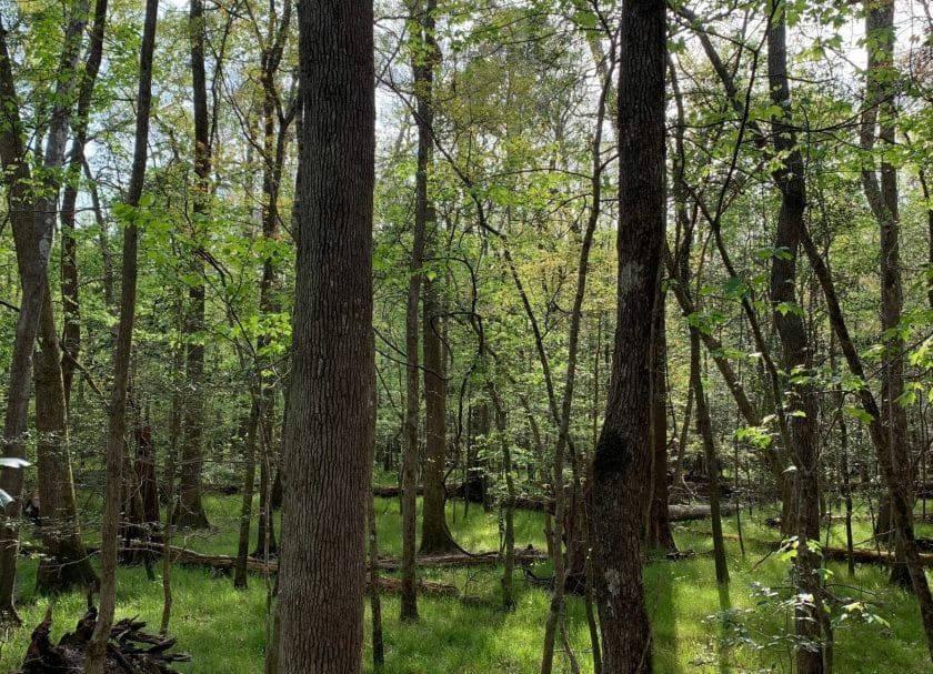  The trees and landscape at Congaree National Park, Things to do Congaree National Park