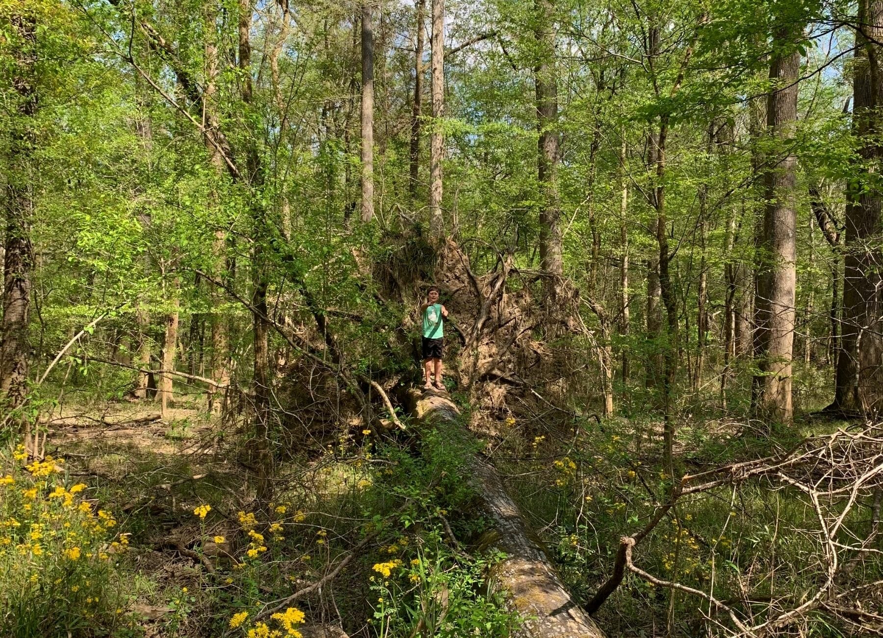 Shows a child standing on a fallen tree, Things to do in Congaree National Park