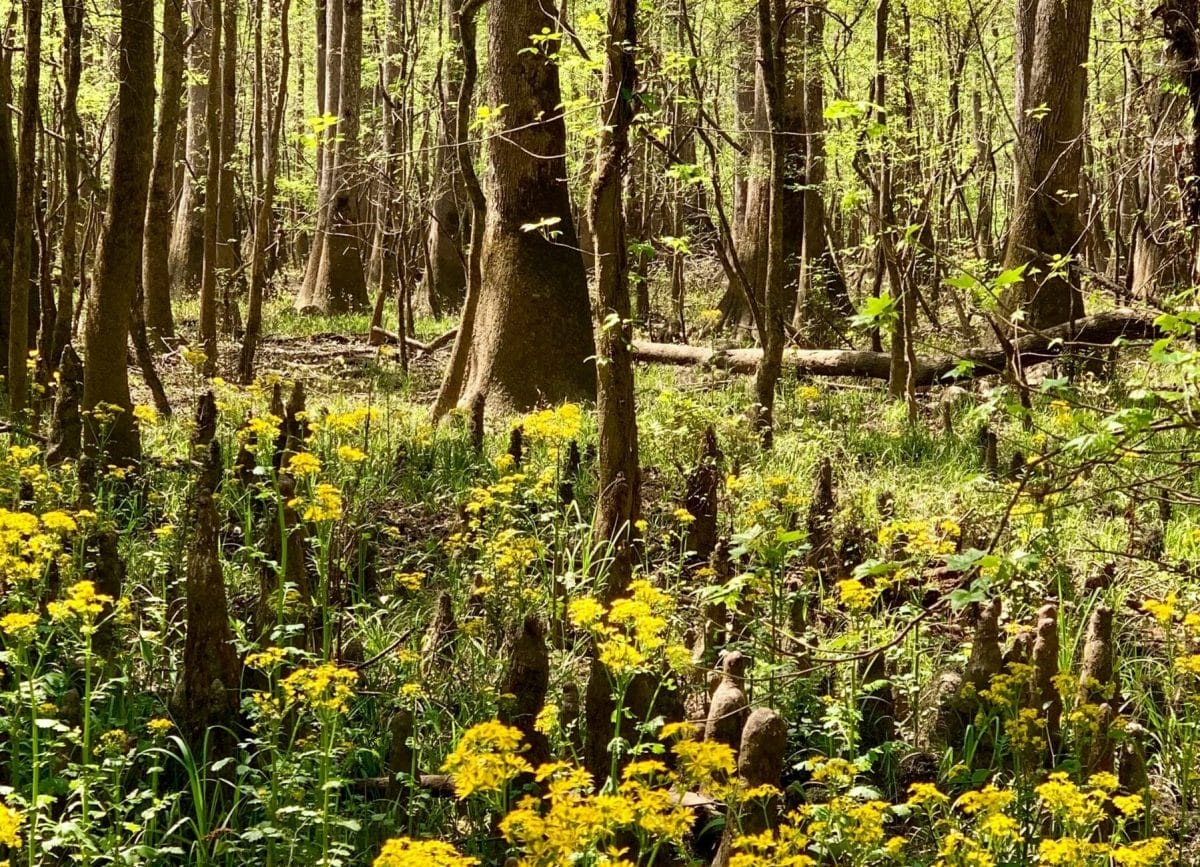 The hardwood forest at Congaree National Park, Things to do at Congaree National Park