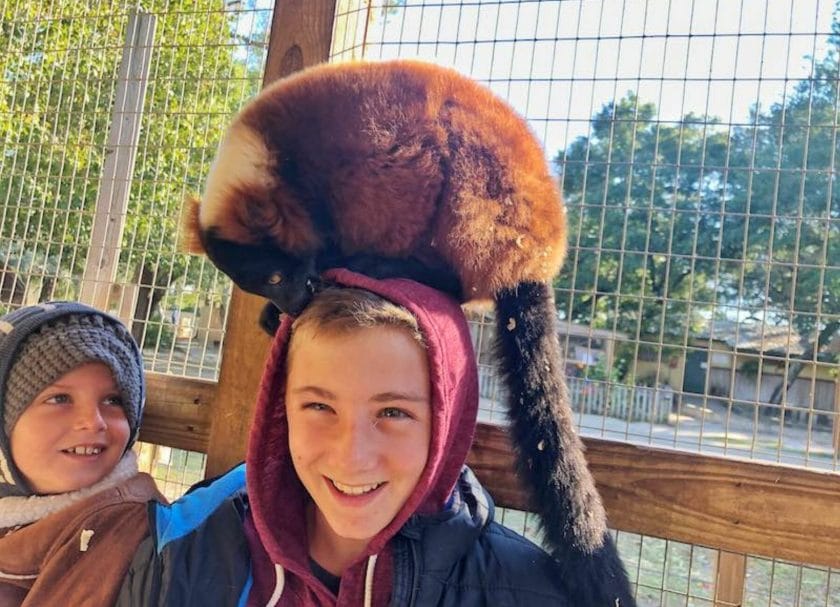 Gulf Coast Zoo, There is a lemur on a child's head