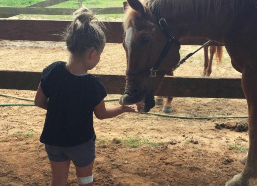 feeding the horses, Oak Hollow Farm