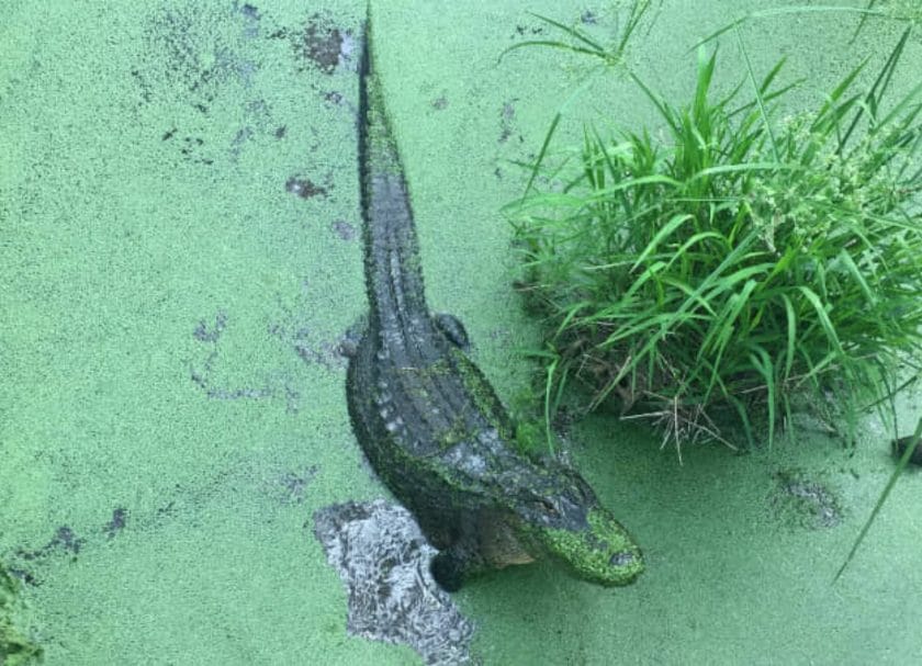 Shows a alligator in a green pond, things to do in gulf shores