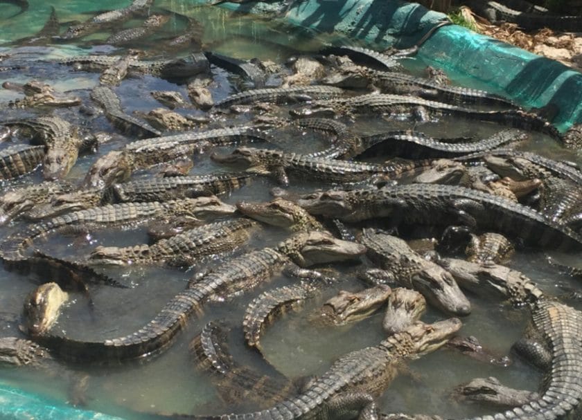 Shows a lot of alligators in a small pool, things to do in Gulf Shores