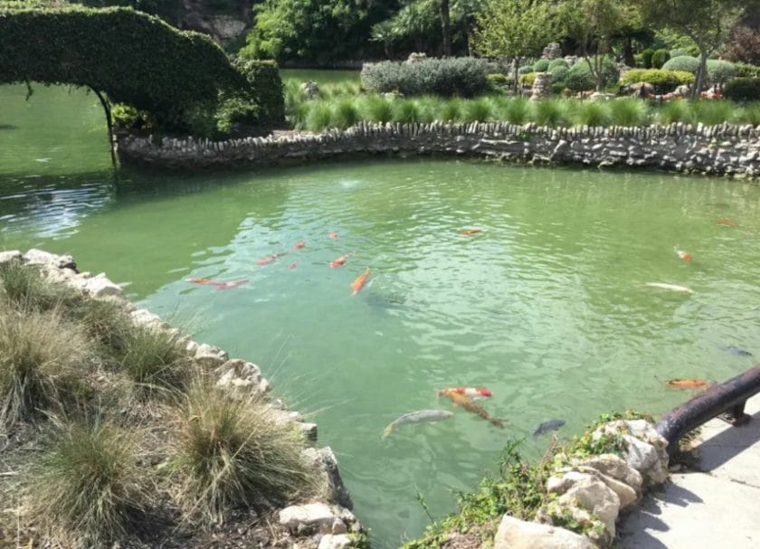 The tea garden boasts a huge emerald pond stocked with Coy fish. San Antonio with kids
