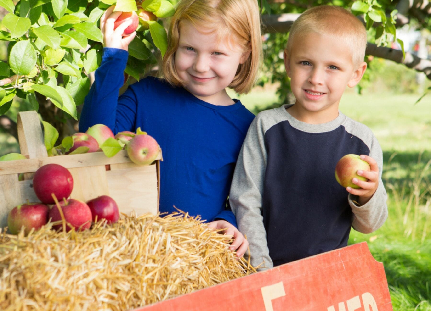 15 Best Places For Apple Picking in Wisconsin In 2023