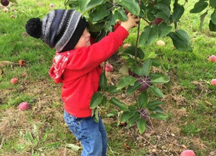 apple picking Wisconsin Helenes Hilltop Orchard