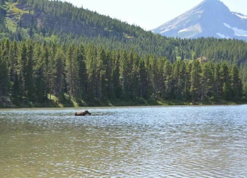 A moose swimming in Fishercap Lake, Things to do in Many Glacier