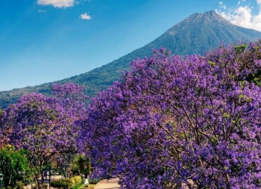 Picture shows the gorgeous purple trees Antigua is famous for with Volcano de Agua in the background, Things to do in Antigua