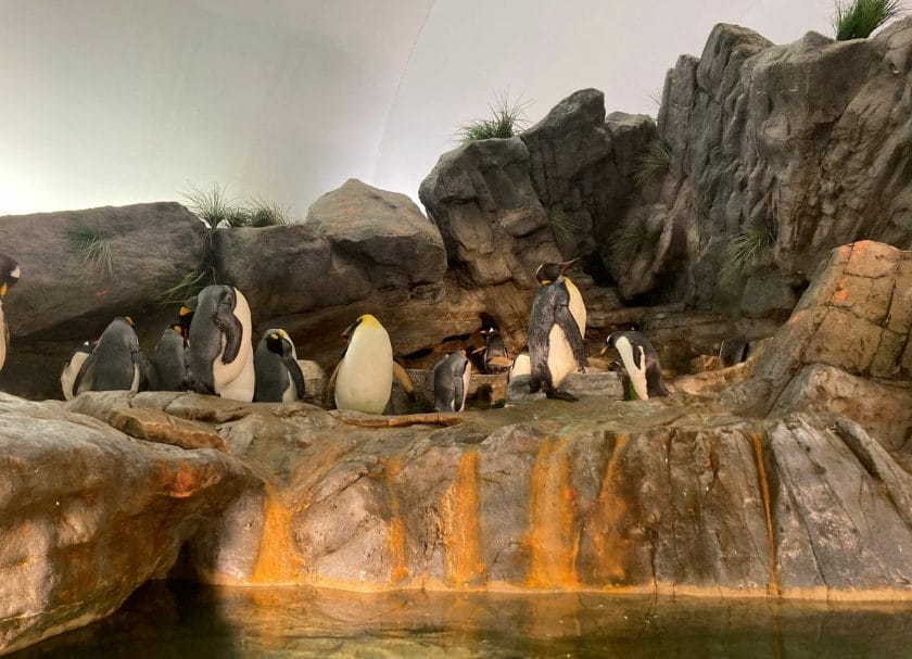 Shows penguins at the St Louis Zoo, Things to do in St Louis