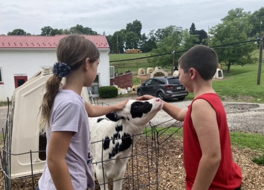 Kids petting a cow at Perrydell Farm, Things to do in Gettysburg