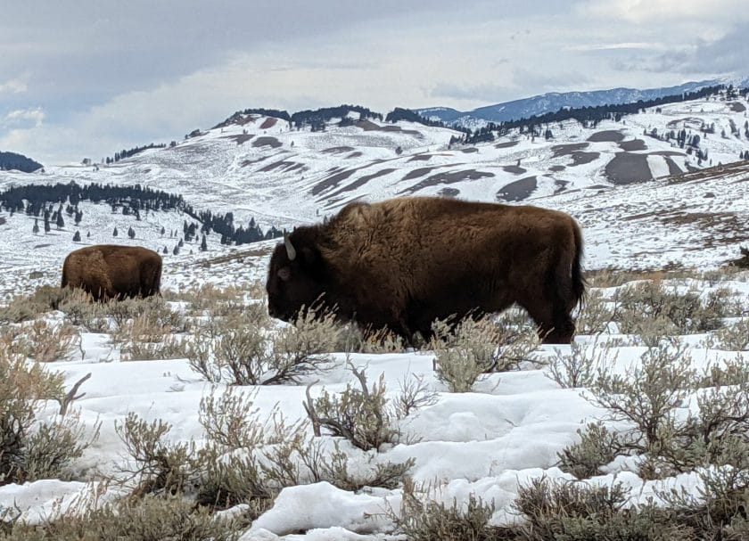 A Bison grazing in Yellowstone in Winter,