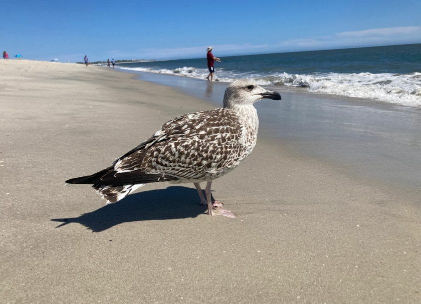 The picture shows a seagull standing on the beach staring at the ocean, things to do in Cape May, New Jersey