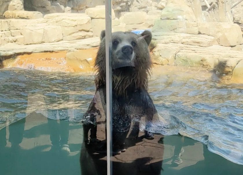 Shows a playful brown bear at the St Louis Zoo, St Louis Family Vacation Ideas