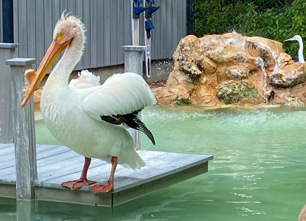 Shows a pelican standing on a rock at the Busch Wildlife Sanctuary, Things to do in Jupiter Florida