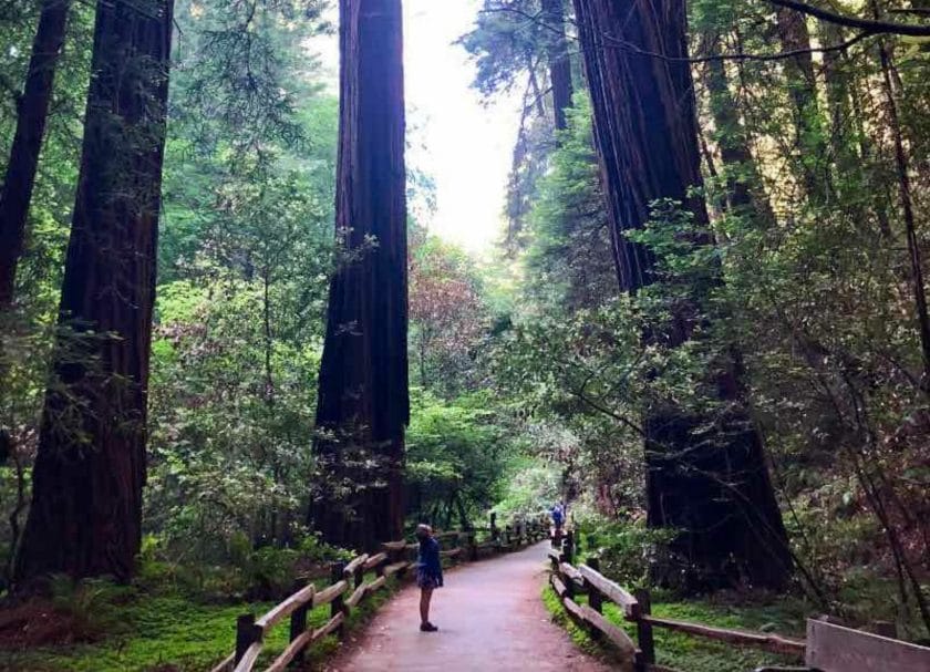 Muir Woods - our favorite thing to do in San Francisco 