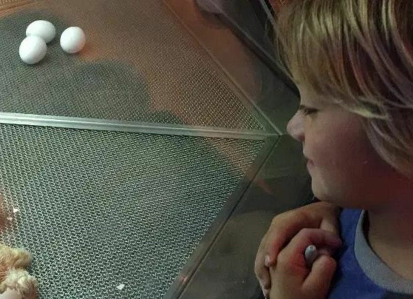 Things to do in Chicago with kids - Museum of Science and Industry - Chicks hatching