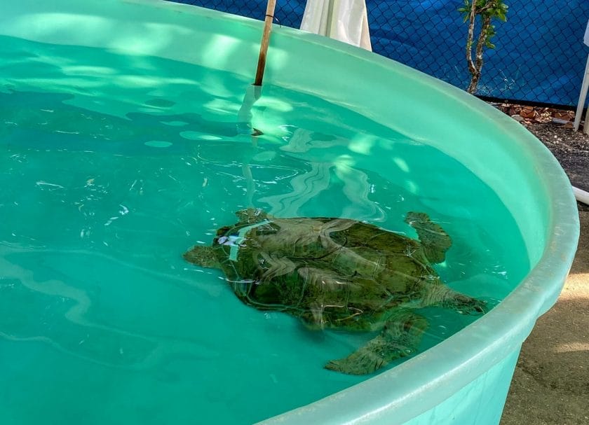 Shows a turtle swimming in a pool. Things to do in Jupiter, Florida