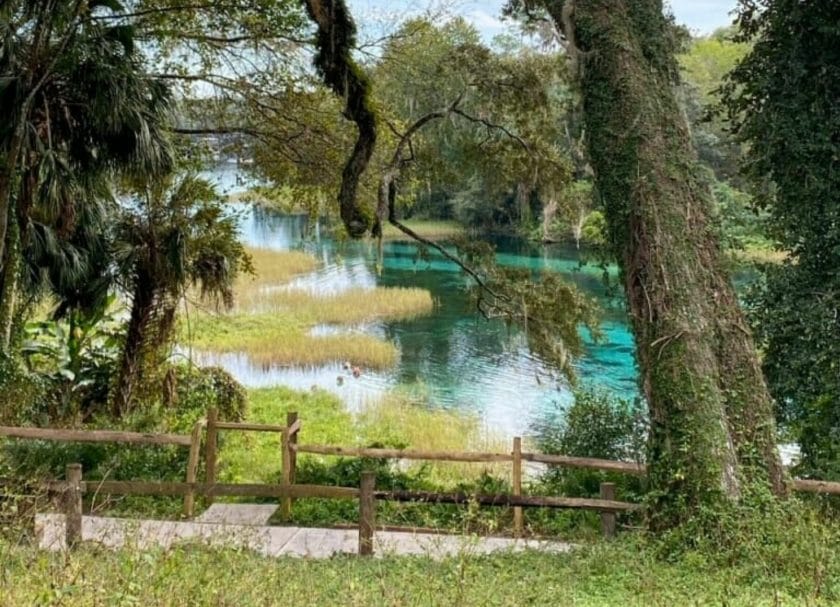 Rainbow Springs State Park with Live Oak Tree, Best Springs in Florida