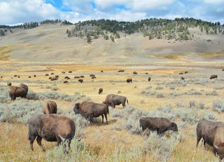 Picture of Yellowstone Bison.