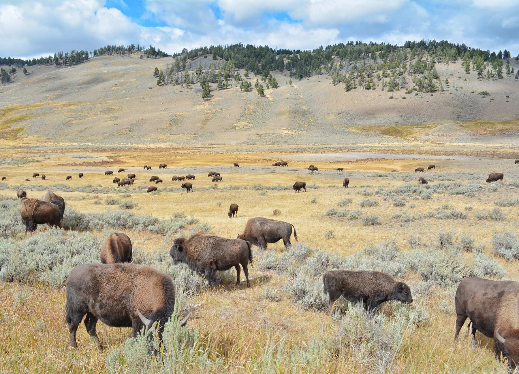 Where Should I Stay in Yellowstone? - Just Ahead