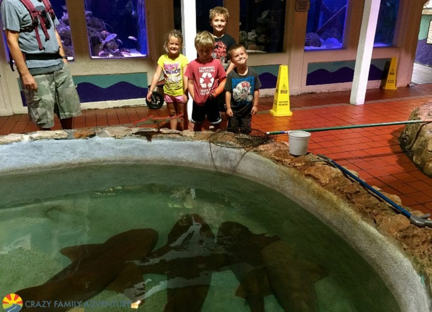 Looking at sharks at Key West Aquarium, Epic things in Key West